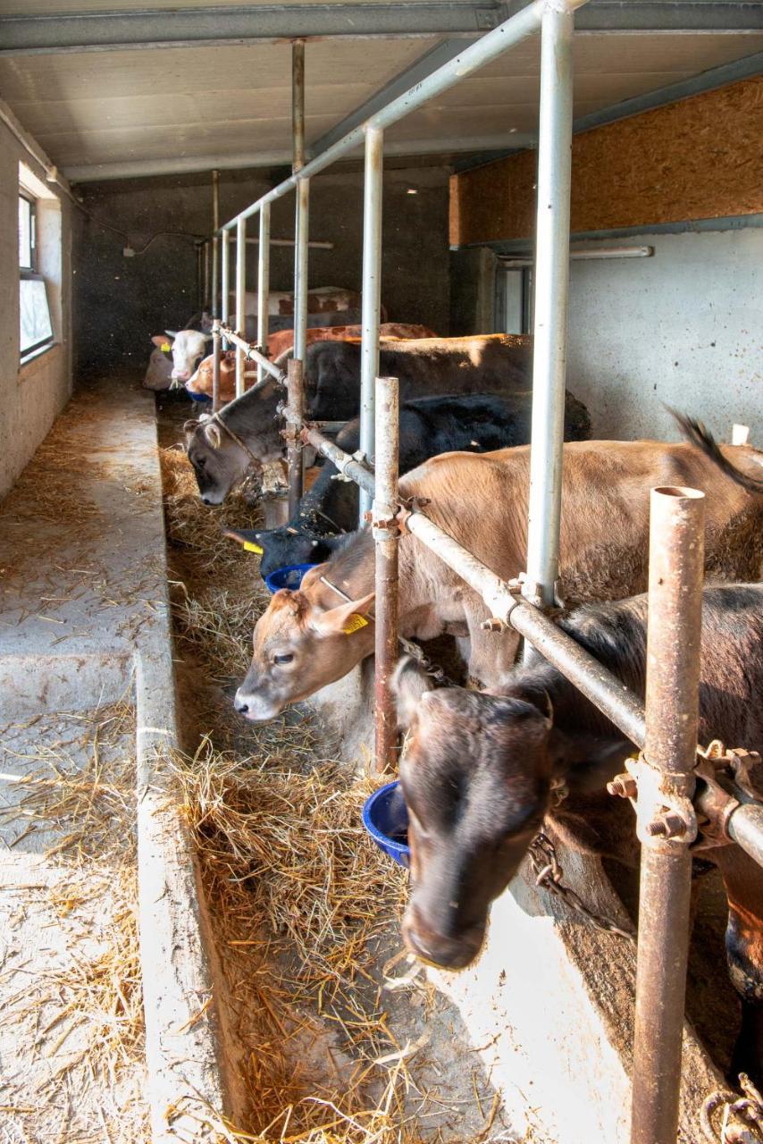 Agriturismo La Peppina Massa Lubrense Zewnętrze zdjęcie